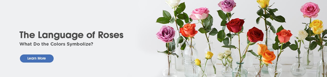 Roses Article