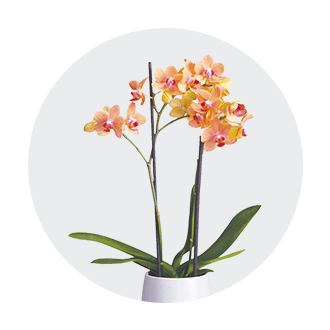 floral shop orchids