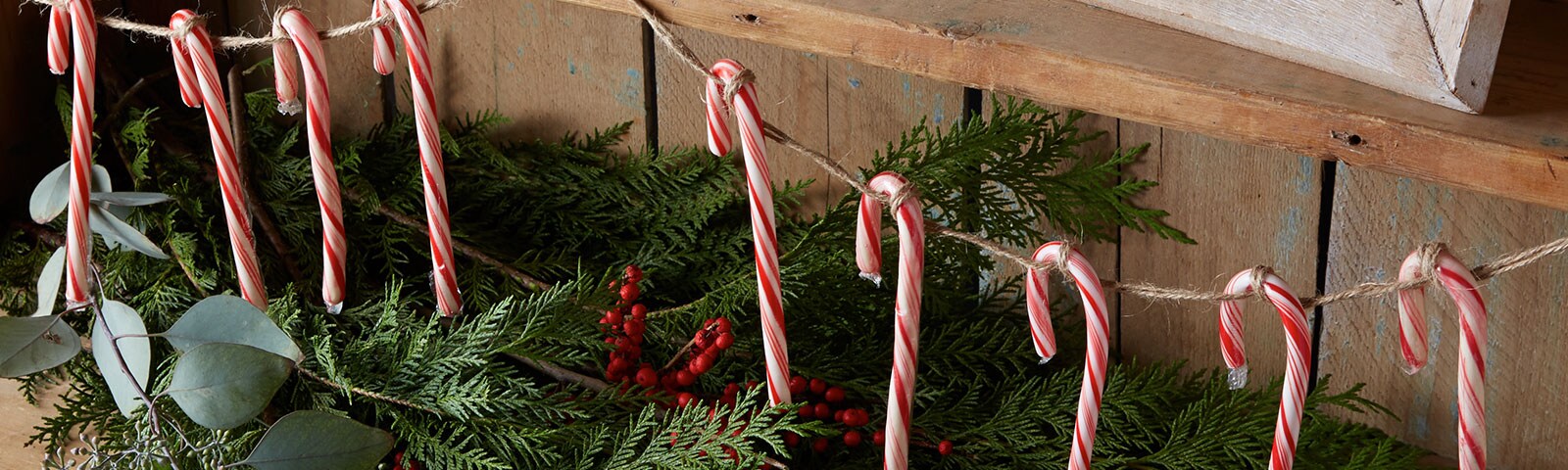 Rustic wood background featuring candy canes strung up on twine and below them a neat pile of evergreen branches and holly Rustic wood background featuring candy canes strung up on twine and below them a neat pile of evergreen branches and holly