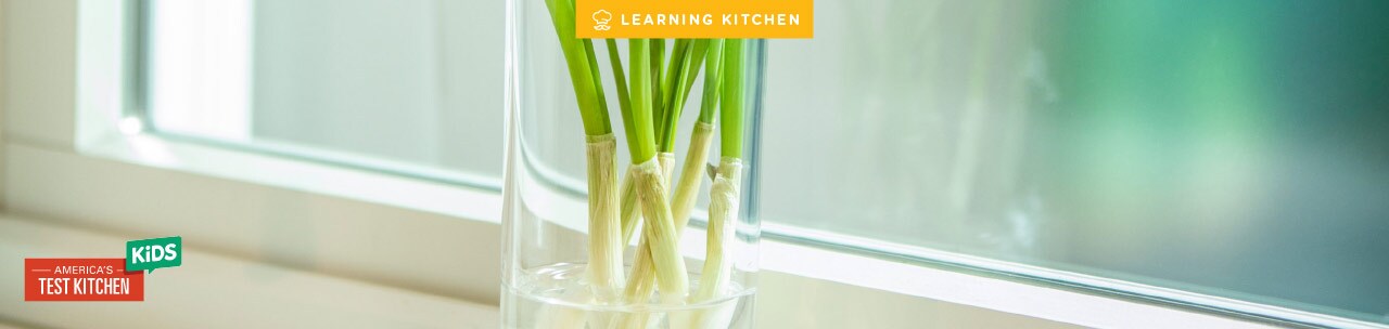 scallions growing in a vase